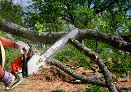 Best Tree Trimming and Pruning  in Mercerville, NJ